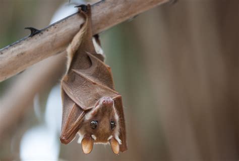 Bats’ unique immune systems make them stealthy reservoirs for viruses ...