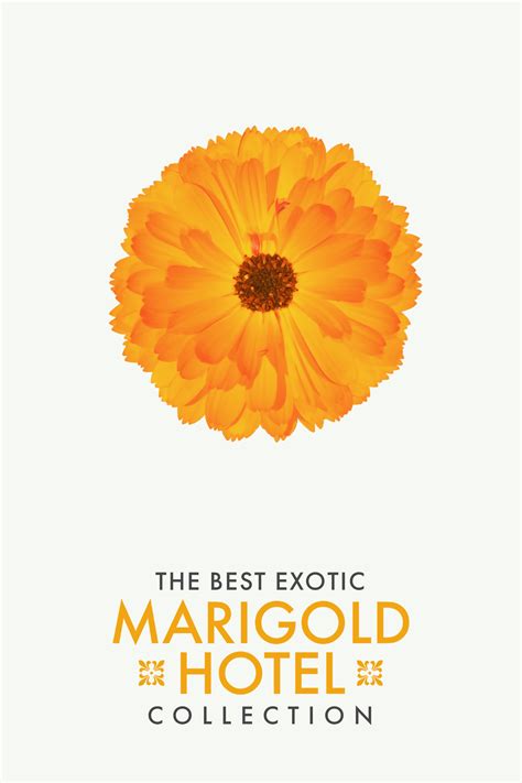 Best Exotic Marigold Hotel Collection - Posters — The Movie Database (TMDB)