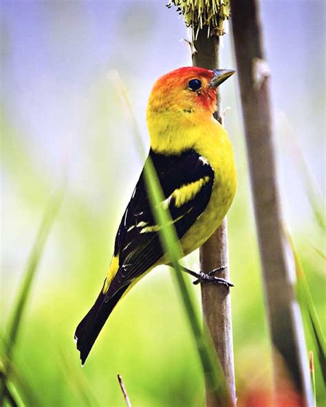 Western Tanager - Backyard Bird Shop