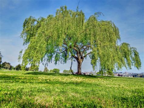 How to Care for a Weeping Willow Tree | Hunker