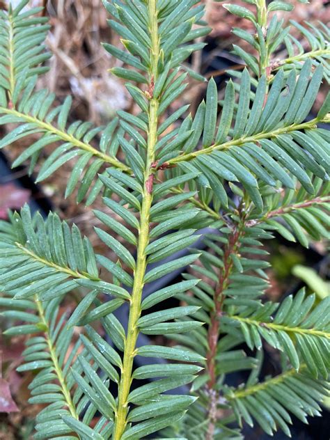 Taxus brevifolia (Pacific Yew) - Keeping It Green Nursery