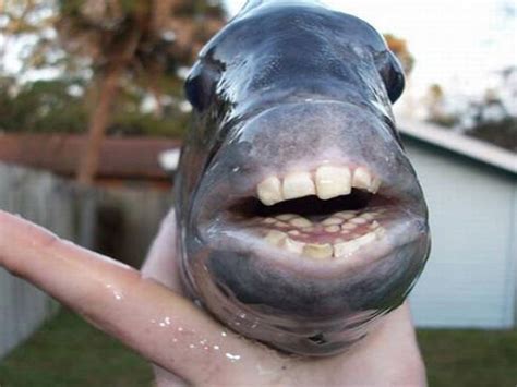 Sheepshead Fish With Human Teeth - fisherjullla