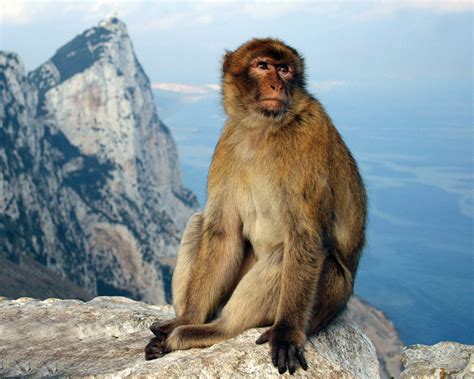 Barbary Macaque Facts, Habitat, Diet, Pictures