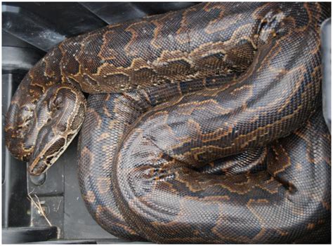 Burmese Python - Everglades CISMA