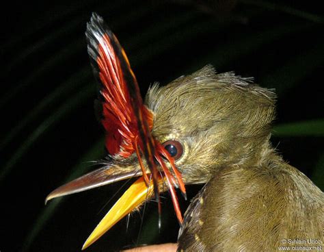 Amazonian Royal Flycatcher - Onychorhynchus coronatus male adult - syur218457