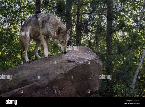 Wolf on rock hi-res stock photography and images - Alamy