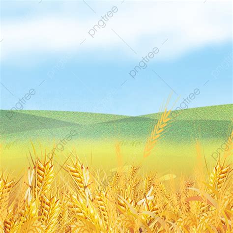 Small Fresh Rice Field Background Promotion Main Map, Simple, Small ...