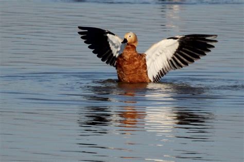 eBird Checklist - 12 Nov 2022 - Sukhna Lake Chandigarh - 13 species