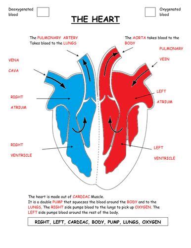 Download files for: Plain diagram of the heart with labels to add and a close exercise on the ...