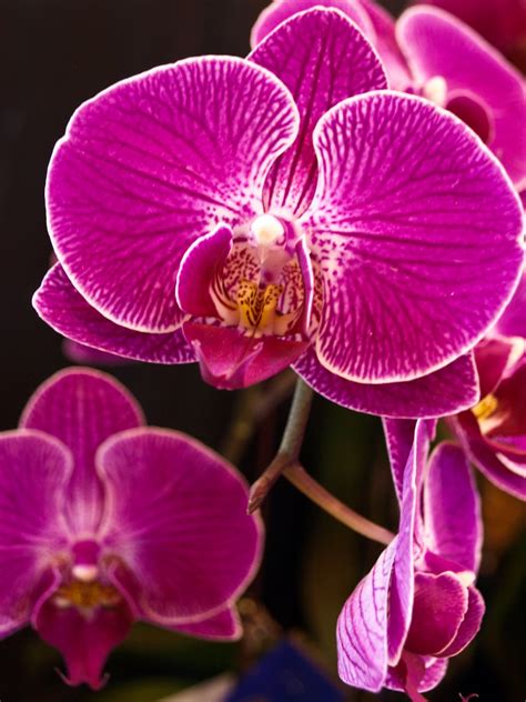 Capt Mondo's Photo Blog » Orchid