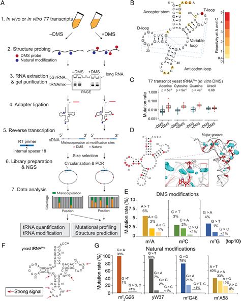 Genome-wide analysis of the in vivo tRNA structurome reveals RNA ...