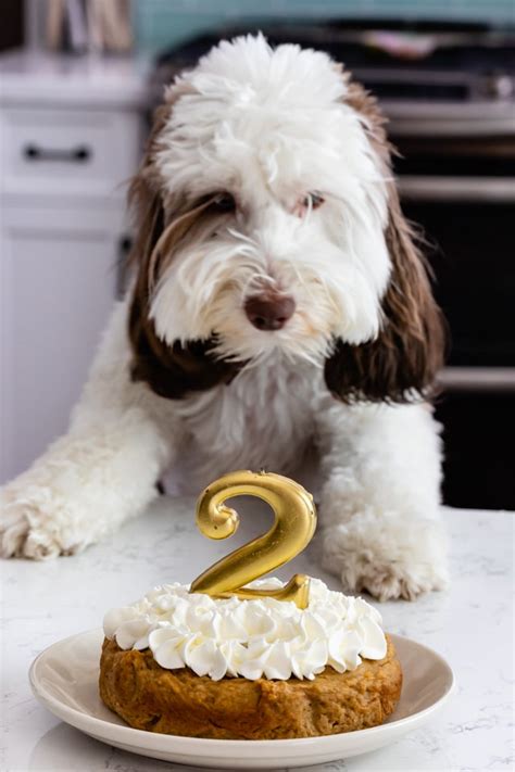 Dog Cake Recipes- Top 10 Easy Dog Birthday Cake Ideas - BSB