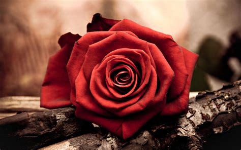 Red Rose Love Wallpapers - Wallpaper Cave