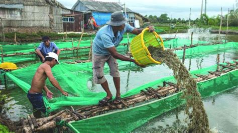 Shrimp, Mussel And Fresh Water Fish Farming Can Offset Tourism, Mining Biz Loss In Goa: Goemcho ...