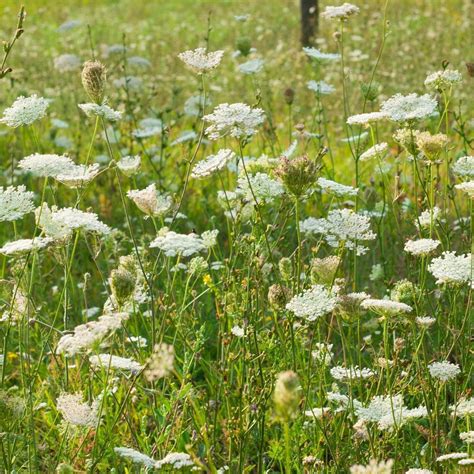 Queen Anne's Lace seeds | The Seed Collection