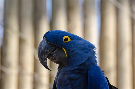 Blue Parrot | Shutterbug