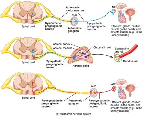 Autonomic Neuropathy - Causes, Symptoms, Diagnosis, Treatment