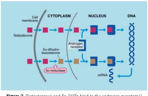 [PDF] Role of Androgen on Physiological Function of Pilosebaceous Unit | Semantic Scholar