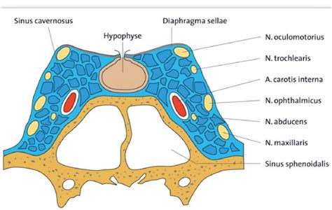 Cross-section of the cavernous sinus. The internal carotid artery and... | Download Scientific ...