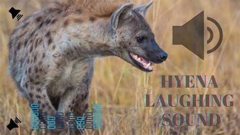 Hyena Laugh