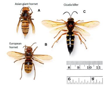 Hornet Vs Cicada Killer