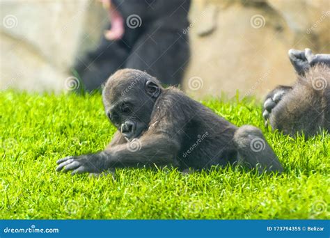 Western Lowland Gorilla Baby is Playing Stock Image - Image of young ...