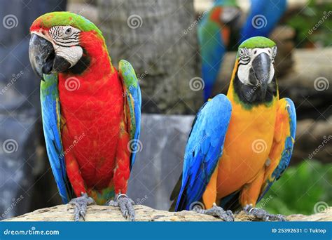 Red And Blue Macaw Stock Image - Image: 25392631