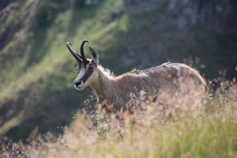 23 Wild Animals in Turkey [Wildlife in Turkey] - Kevmrc