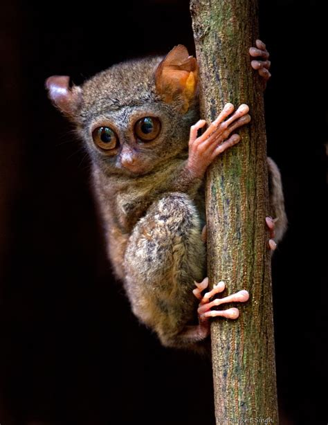 Smallest Primate - Is Tarsier the Smallest Monkey in the World? - Primates Park