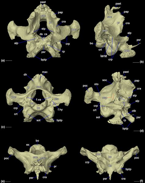 Cranial anatomy of the Galápagos marine iguana Amblyrhynchus cristatus (Squamata: Iguanidae ...