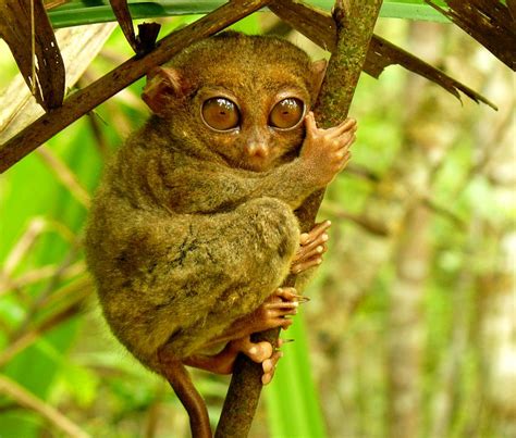 Philippine Tarsier and Wildlife Sanctuary Corella Bohol