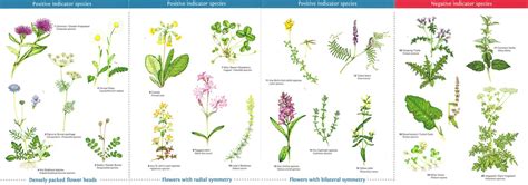 Grassland Plants identification guide - Lizzie Harper