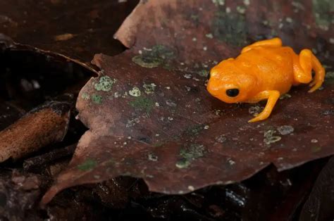 Pumpkin toadlet - Facts, Diet, Habitat & Pictures on Animalia.bio