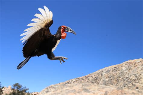 Southern Ground Hornbill - Avian Behavior International