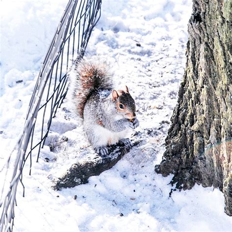 34 NYC & Central Park Snow Pictures of the 2016 Blizzard | Snow pictures, Squirrel, Cute animals