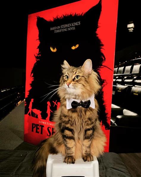 Stephen King’s Pet Sematary Remake Had Cats From Shelters Who Were Trained To Become Cat Actors ...