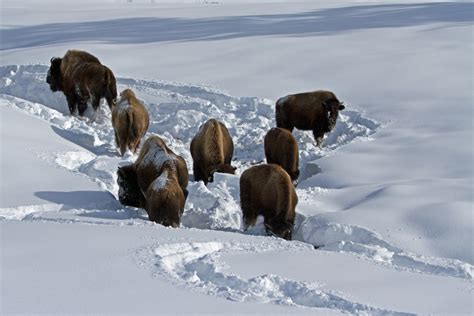 Bison in Yellowstone | It's There Somewhere