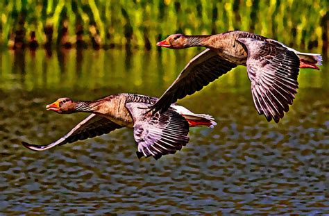 Flying Geese Free Stock Photo - Public Domain Pictures