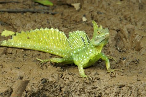 Plumed Basilisk | Lizard types, Lizard, Rare animals