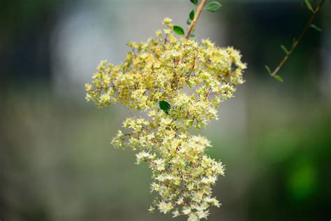 SEEDs = = 20 SEEDS- Henna Plant -Stunning Aromatic Blooms - -RARE Sub tropical container plant ...