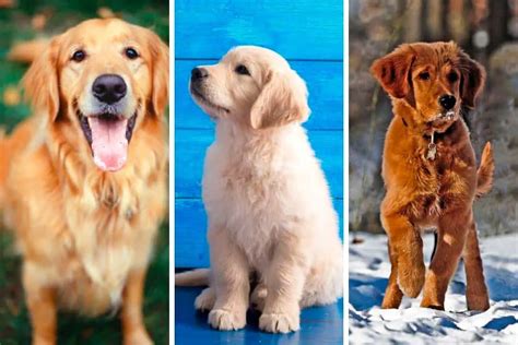 The World of Golden Retriever Coat Colors (with Pictures!) – Loyal Goldens