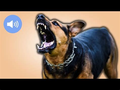 🦊 Dogs Barking - Sound Effects [High Quality] - YouTube