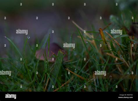 Dew on the grass Stock Photo - Alamy