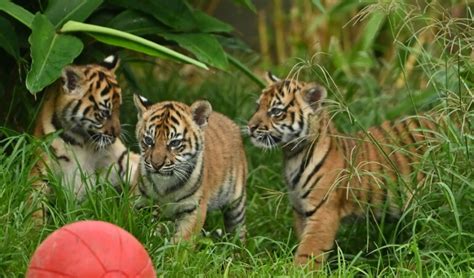 Rare Sumatran tiger cubs make public debut at Sydney zoo