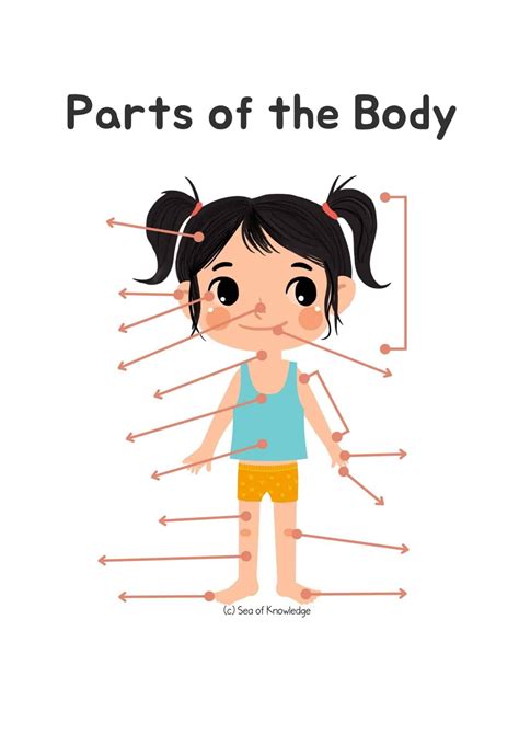 15+ Fun Body Parts Activities for Preschoolers (Including Labeling Posters)