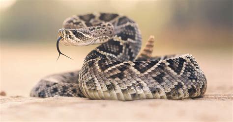 Deadliest Snakes: The Most Dangerous Ever Found on the Planet