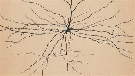 Santiago Ramón y Cajal's Artistic Skill Revealed The Hidden Brain ...