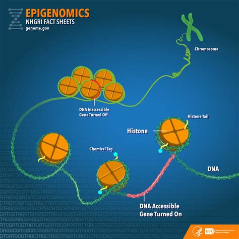 Scientists at the Gene Expression Laboratory are Reversing the Aging ...