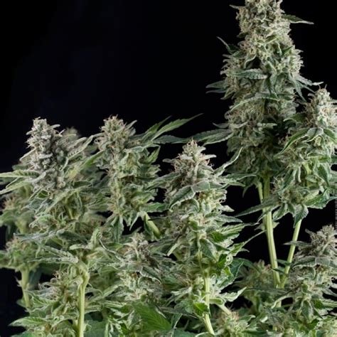 Northern Lights Strain - Growing Tips and Medical Effects | Marijuana ...