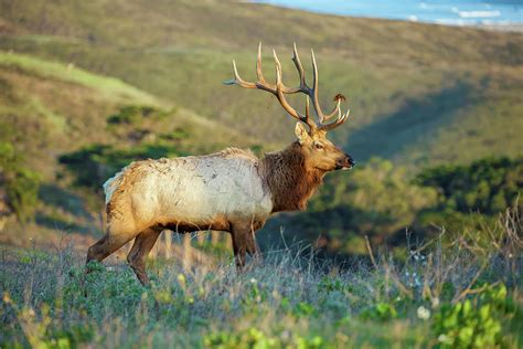 Tule Elk 2 Photograph by Jonathan Nguyen | Fine Art America